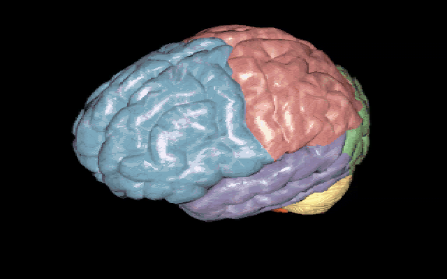 A 3D render of the human brain, its sections marked by color.